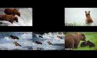 Bear Cam 2026 | BF BFL RF RW KRV