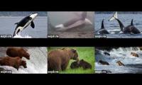 Thumbnail of Whales and bears oh my!