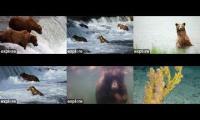 Thumbnail of BearCam 2026 BF BFL RF RW KRV UW + Nautilus