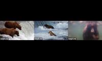 Thumbnail of Katmai Brooks Falls Salmon Fishing 2026 V3 ft. the Bears