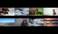 Thumbnail of Brown Bear Cams 2026 Katmai