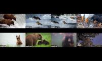 Thumbnail of Brooks River - River Cams and BB Eagles
