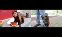 Thumbnail of MonkeyBoo Videos part 1