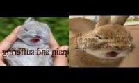 sartxe dnab galf comparison
