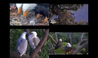Thumbnail of Newest Eagle Cam Mashup