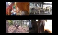 Thumbnail of Milking and farting Cows & Horse