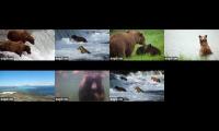 Thumbnail of Brown Bear Cams 2026 Katmai