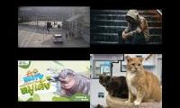 Thumbnail of CT Wonderful Crack, MooDeng and Cat Cam 2026