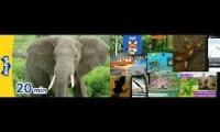 Thumbnail of Meet the animals same time