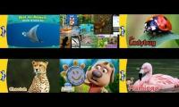 Thumbnail of Meet the animals epesode same time