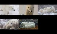 Thumbnail of Polar Bears explore.org