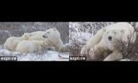 Thumbnail of Polar Bear Cam North South 2026