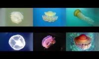 Thumbnail of Jellyfish Sparta Remix Sixparison 1