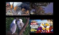 Thumbnail of Big Bear, Sea Eagles, and Superbeaks