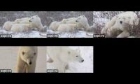 Thumbnail of Polar Bears 2026 explore.org