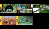 Thumbnail of Meet the animals epesode same time v4