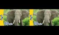 Thumbnail of Meet the animals same time