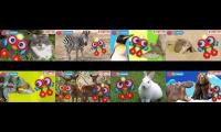 Thumbnail of ALL MY ANIMAL FRIENDS PART 2 WITH ROBI EPISODES