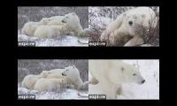 Thumbnail of Churchill Polar Bear cam 2026